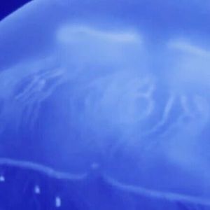 Meet your Posher, Stavros